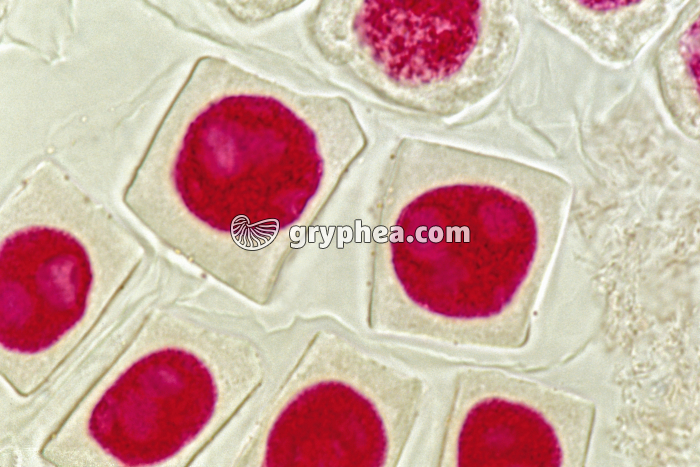 Mitose - cellules de racine d'Ail (écrasement) - Interphase x400 - gryphea.com